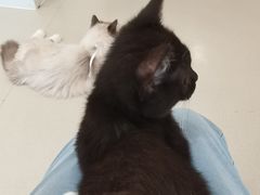 -共舞时光猫咖·狗咖(新街口店)