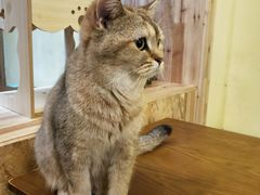 -猫色咖啡·猫咖