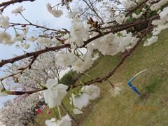 -天适樱花悠乐园