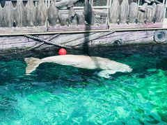 -悉尼海洋生物水族馆