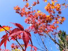 -白帝城·瞿塘峡景区