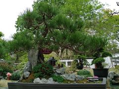 -上海醉白池公园