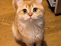 -欣宠猫屋·矮脚拿破仑·蓝金金渐层