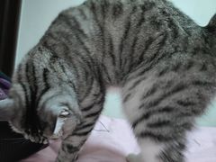 -宠福鑫康馨动物医院·骨科·眼科