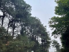 -铁山坪森林公园