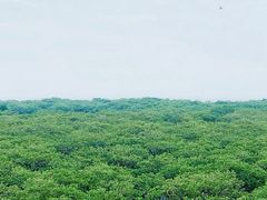 -北海金海湾红树林生态旅游区