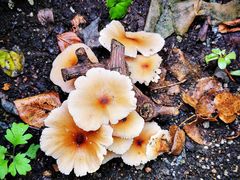 -天津东丽湖风景区