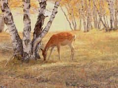 -乌兰布统景区-白桦林