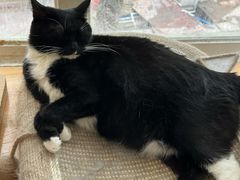 -是阿柴呀！柴犬咖啡·爱喵喵猫咖