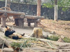 -都江堰中华大熊猫苑