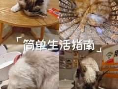 -藏猫猫咖啡主题馆(中央大道店)