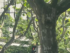 -上海市第十人民医院(总院)