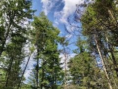 -汤旺河林海奇石景区