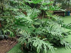 -呀路古热带植物园