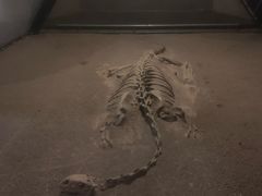 -世界恐龙谷景区