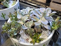 -弗劳尔花艺坊(龙涛店)