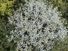 -三圣花乡旅游区