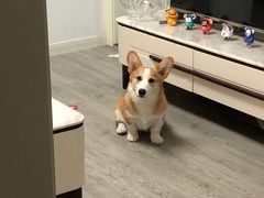 -翊宠yipet猫狗购宠庄园犬舍•猫舍