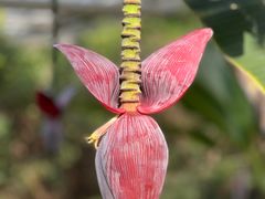 -中国科学院华南植物园