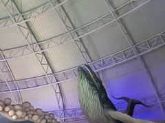 -烟台海昌鲸鲨海洋公园
