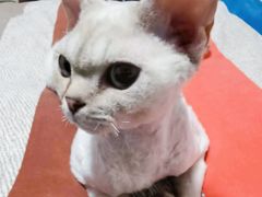 -艾吉宠物医院·疑难杂症转诊中心·猫友好(碧江路院)