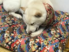 -柴迷FANS CLUB·柴犬狗咖·猫咖