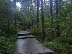 -汤旺河林海奇石景区