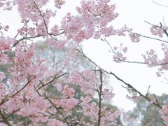 -南山植物园