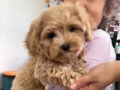 -翊宠yipet猫狗购宠庄园犬舍•猫舍