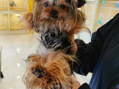 -宠爱多约克夏马尔济斯泰迪小型犬专卖