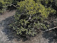 -北海金海湾红树林生态旅游区