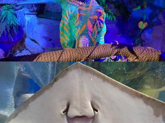 -合肥海洋世界
