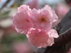 -天适樱花悠乐园