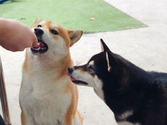 -柴犬高等学院·狗咖·柴犬售卖·宠物训练