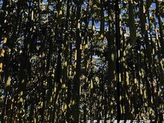 -石家庄市植物园