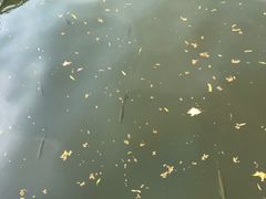 -西湖外事游船(花港观鱼码头)