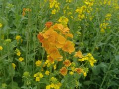 -三圣花乡旅游区