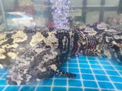 -金海湾海鲜排档(朱家尖店)