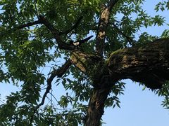 -西湖外事游船(花港观鱼码头)