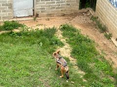 -西霞口神雕山野生动物世界