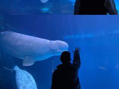 -海合安武汉极地海洋公园
