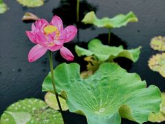 -荷塘月色湿地公园·向阳花洲
