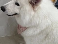 -共舞时光猫咖·狗咖(新街口店)