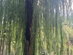 -温江公园