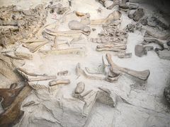 -自贡恐龙博物馆