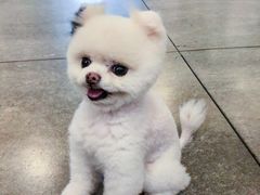-芭比堂动物医院·犬猫全科·异宠专科(雁塔分院)