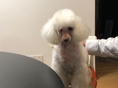 -汪小喵宠物·戴维斯乐芳希施宠馨宝皮毛调理洗护店