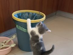 -欣宠猫屋·矮脚拿破仑·蓝金金渐层