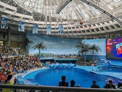 -海合安成都极地海洋公园