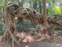 -中国科学院西双版纳热带植物园